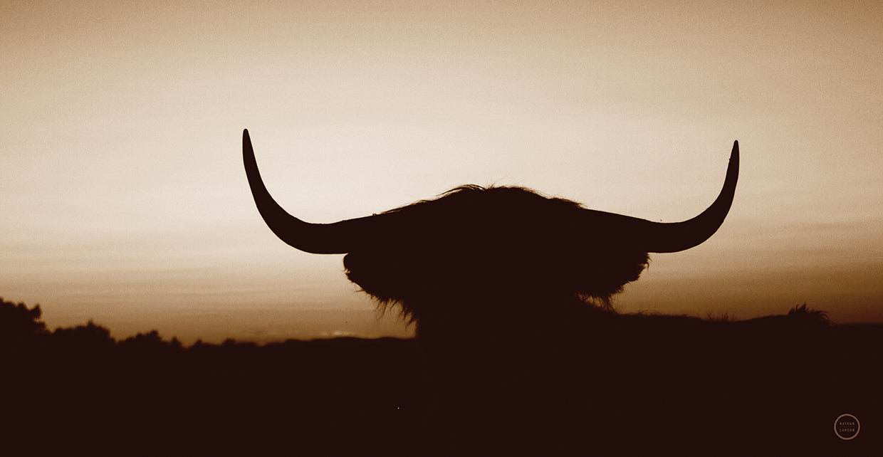 Bull Set Sepia Crop