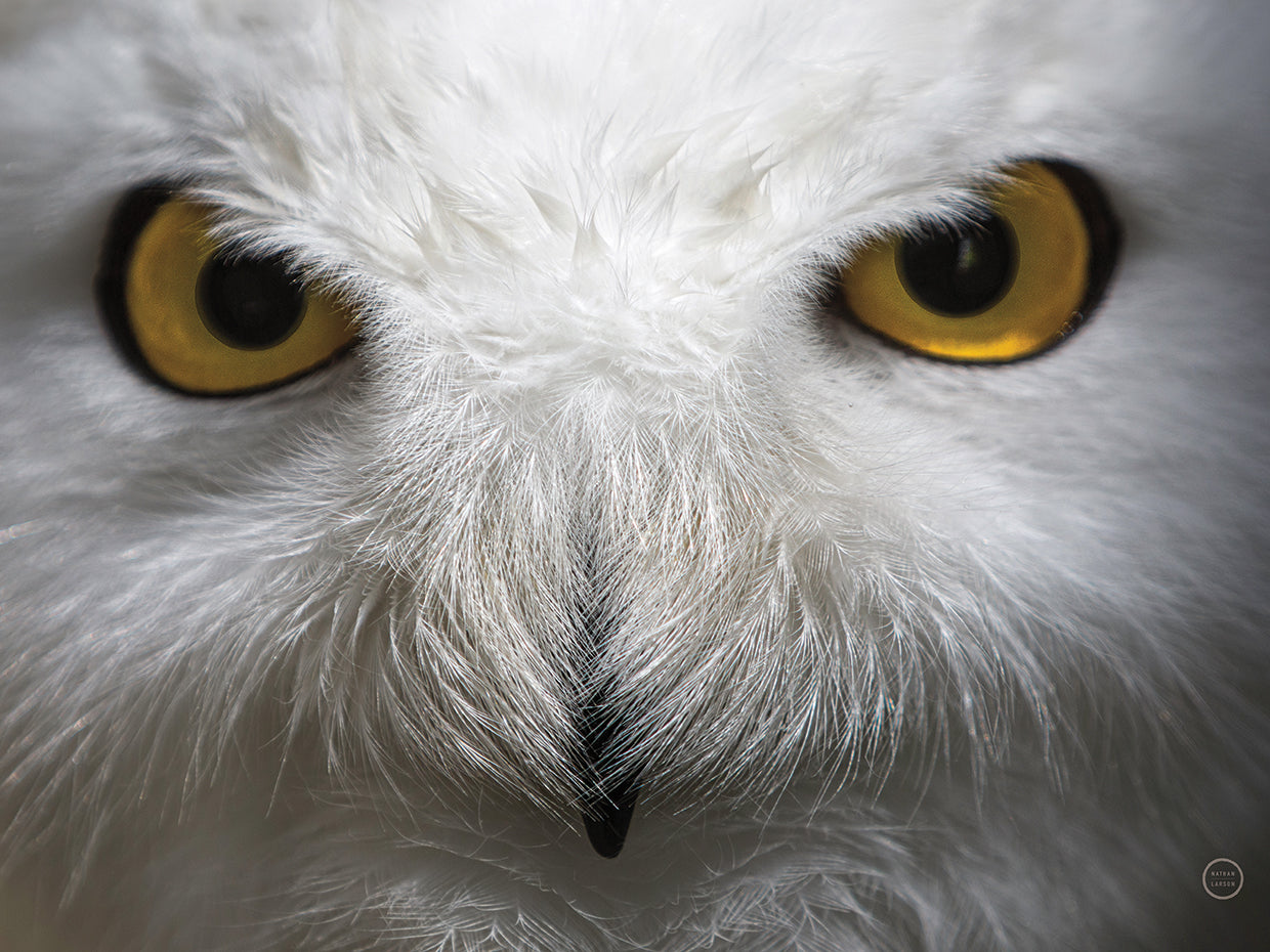 Snowy Owl Stare