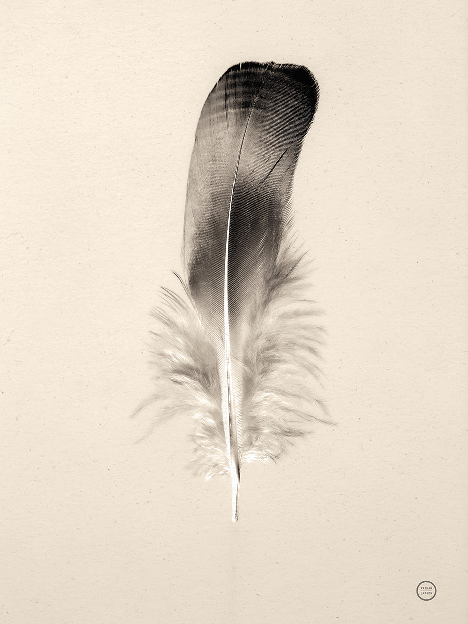 Floating Feathers IV Sepia