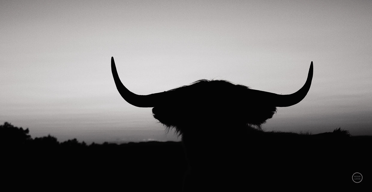 Bull Set BW Crop