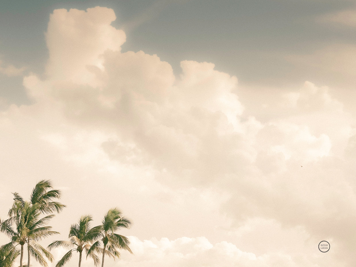 Lone Bird Ocean View