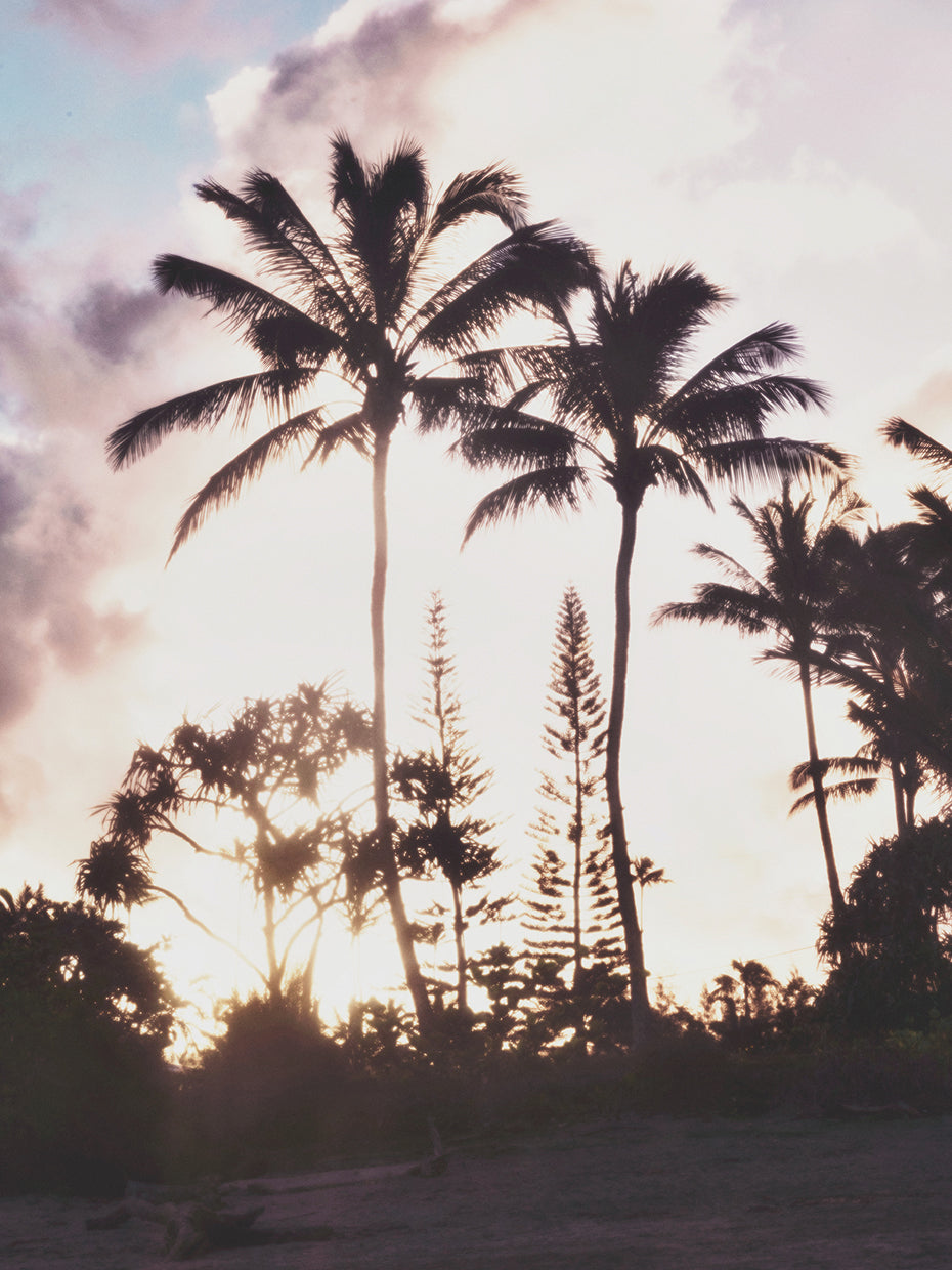 Tall Palms on Pink Sky