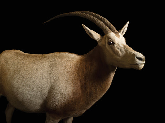 A scimitar-horned oryx (Oryx dammah) at Rolling Hills Zoo. This species is federally endangered and listed as extinct in the wild (IUCN).