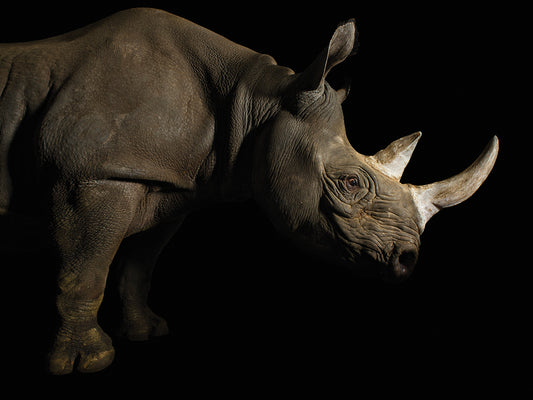 A critically endangered (IUCN) and federally endangered female eastern black rhino (Diceros bicornis michaeli)