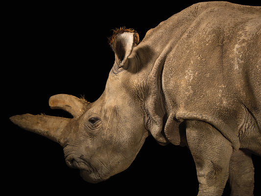 Nabire, a Northern white rhinoceros (Ceratotherium simum cottoni) was one of the last three northern white rhinos left on Earth.