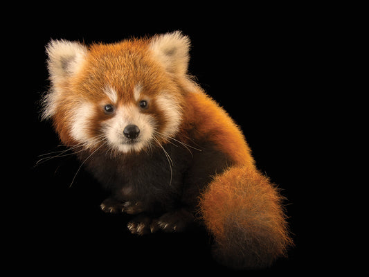 An endangered six-month-old red panda (Ailurus fulgens fulgens) named Cinnamon at the Virginia Zoo.