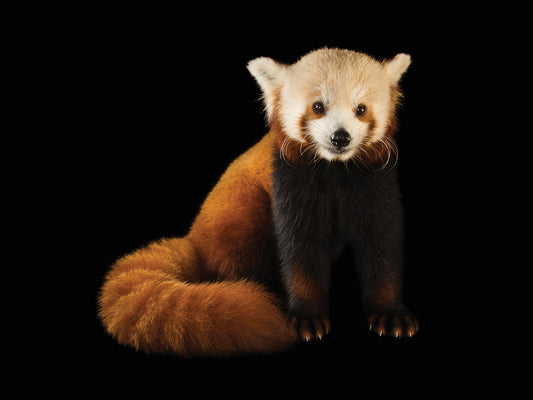 An endangered red panda (Ailurus fulgens fulgens) at the Lincoln Children's Zoo.