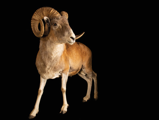 A male Marco Polo sheep (Ovis ammon polii) at Tierpark Berlin. This species is listed as near threatened on the IUCN Red List 2