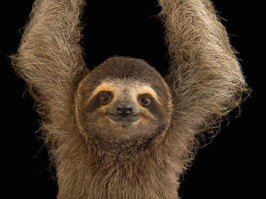 A brown-throated sloth (Bradypus variegatus) at the PanAmerican Conservation Association in Gamboa, Panama.