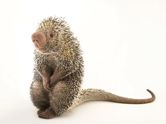 An Andean porcupine (Coendou quichua) named Piper at the Saint Louis Zoo.