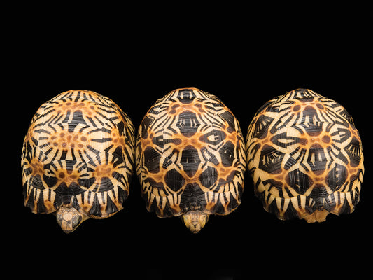 Critically endangered and federally endangered, yearling radiated tortoises (Astrochelys radiata) at the Turtle Conservancy.