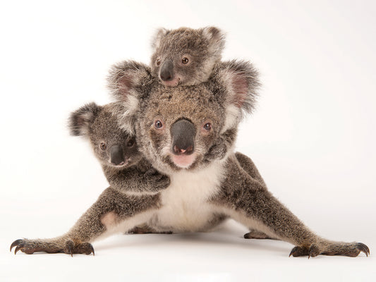 Augustine, a mother koala (Phascolarctos cinereus) with her young ones Gus and Rupert (one is adopted and one is her own offspring)