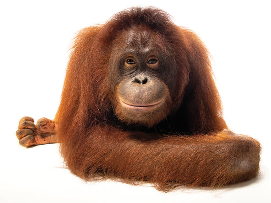 A central Bornean orangutan (Pongo pygmaeus wurmbii) at the Avilon Wildlife Conservation Foundation. This species is listed as critically endangered by IUCN.