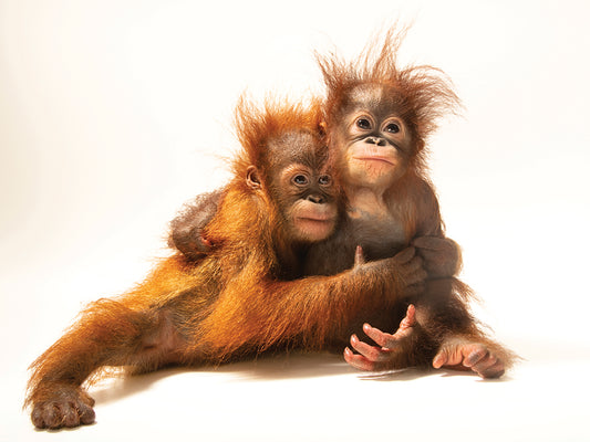 D.J. is an 11-month-old Sumatran orangutan (Pongo abelii) and Dirgahayu “Ayu” is an 11-month-old Bornean orangutan (Pongo pygmaeus).