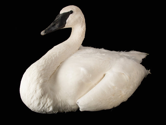 A trumpeter swan (Cygnus buccinator) at the Houston Zoo.