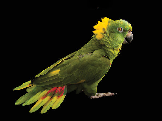 A hand-raised, yellow-naped Amazon parrot (Amazona auropalliata parvipes) named Coco at the Cincinnati Zoo. This species is listed as vulnerable by IUCN.