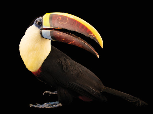 A male western red-billed toucan (Ramphastos tucanus tucanus) at the Dallas World Aquarium. This species is listed as vulnerable by IUCN.
