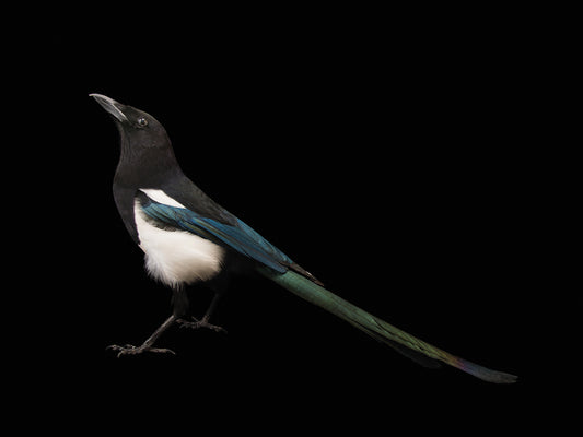 A black-billed magpie (Pica hudsonia) at Tracy Aviary.