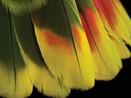 Tail feathers of a red tailed amazon (Amazona brasiliensis) at Loro Parque Fundacion. 2