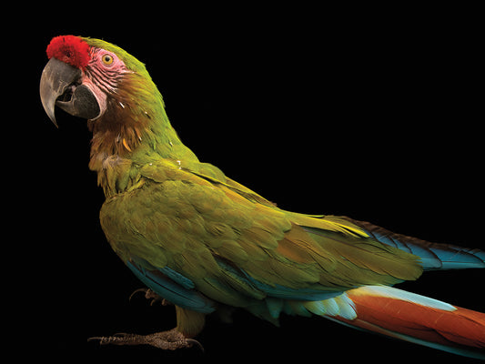 A Bolivian military macaw (Ara militaris boliviana) at Loro Parque Fundacion.