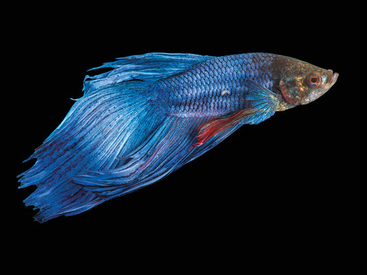 A male Siamese fighting fish (Betta splendens) at Pure Aquariums. This species is listed as vulnerable by IUCN.