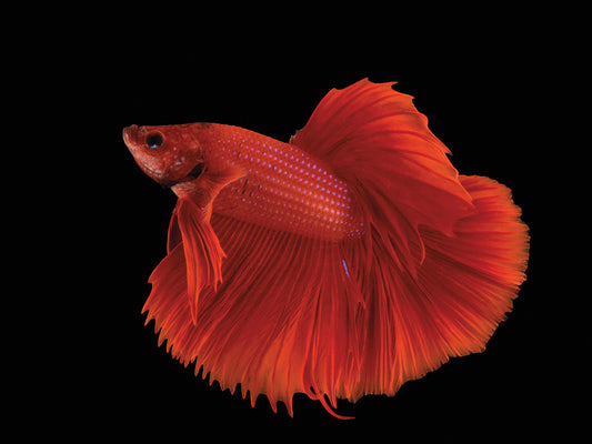 A Siamese fighting fish or betta (Betta splendens) at Pure Aquariums. This species is listed as vulnerable by IUCN.
