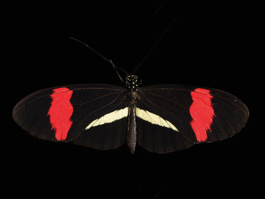 A postman butterfly (Heliconius melpomene) at Omaha’s Henry Doorly Zoo and Aquarium.