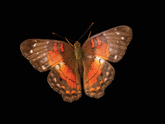 A scarlet peacock butterfly (Anartia amathea) at Butterfly Pavilion.