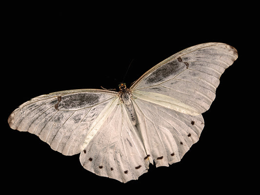 A white morpho butterfly (Morpho polyphemus) at Butterfly Pavilion in Westminster, Colorado.