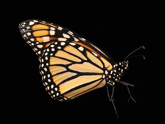A monarch butterfly (Danaus plexippus) collected near Bennet, NE.