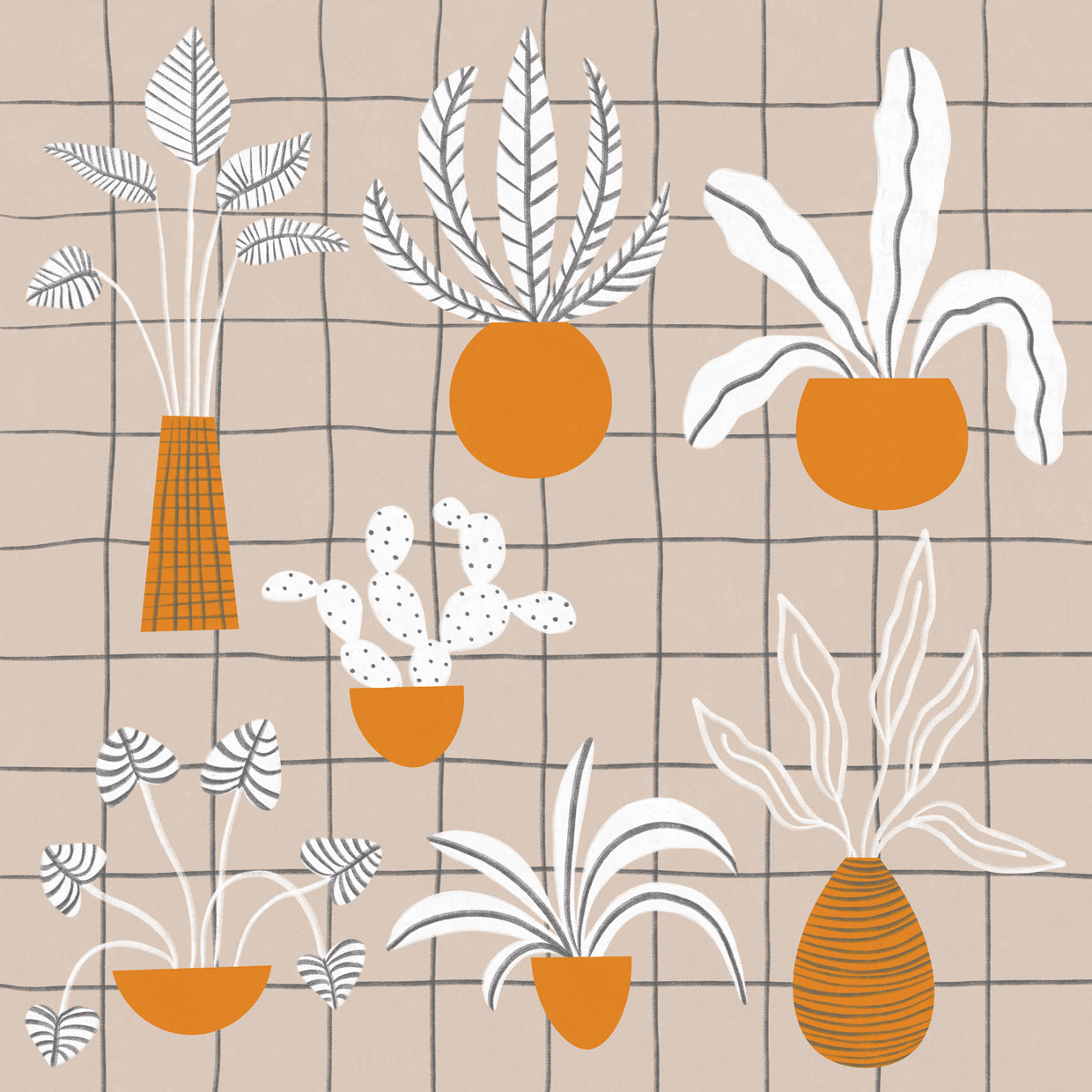 Indoor Plant Collection