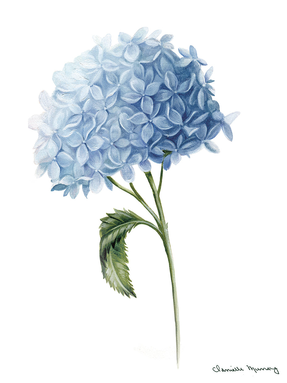 Blue Hydrangea