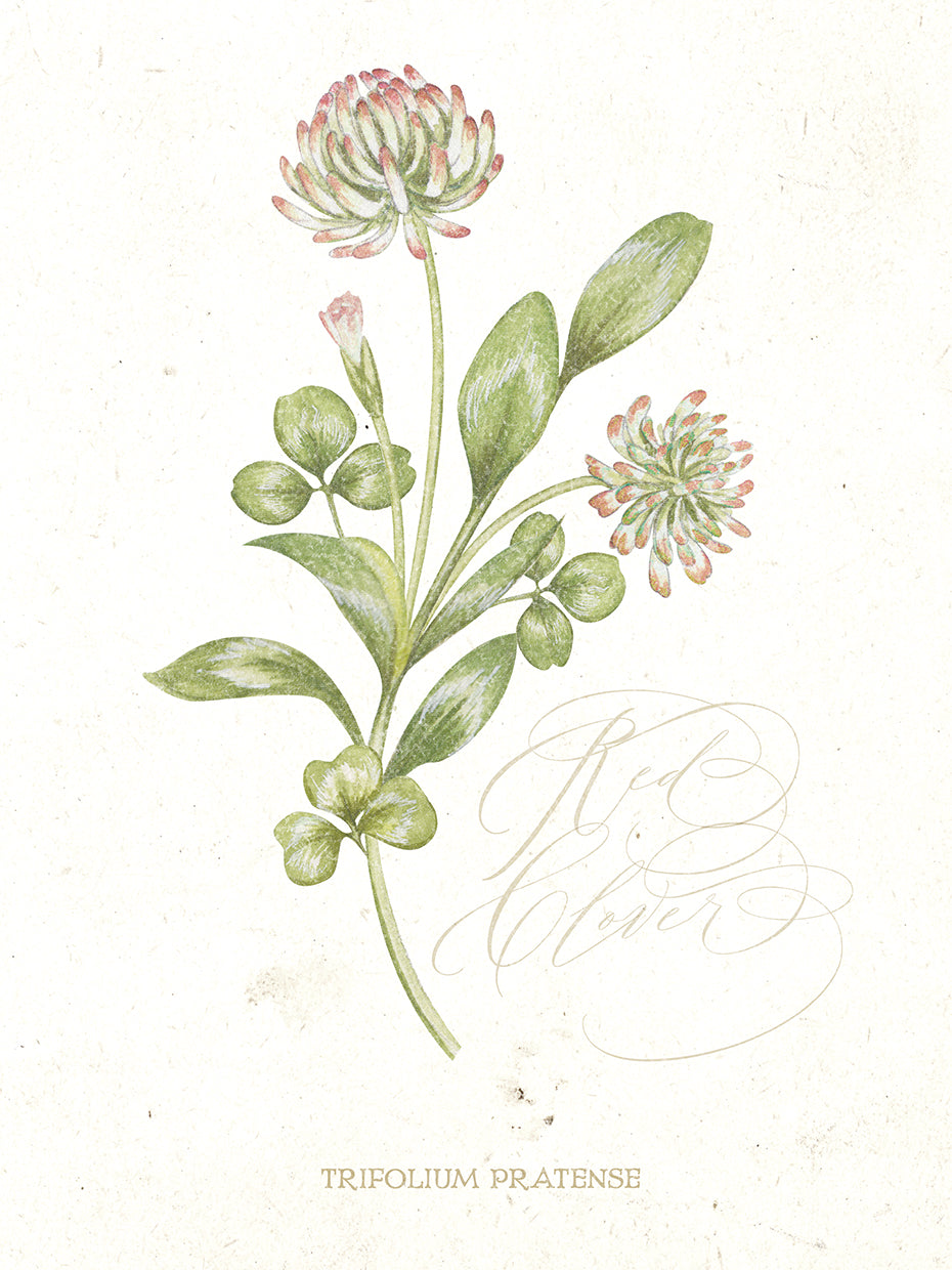 Red Clover Botanical