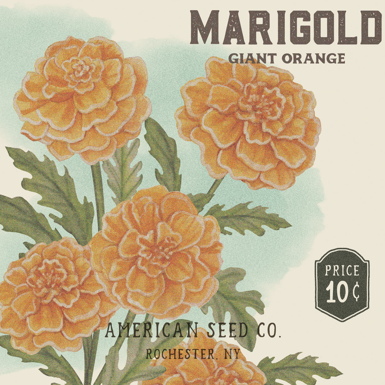 american seed marigold Marigold Seed Packet Wall Art by Nicole Tamarin