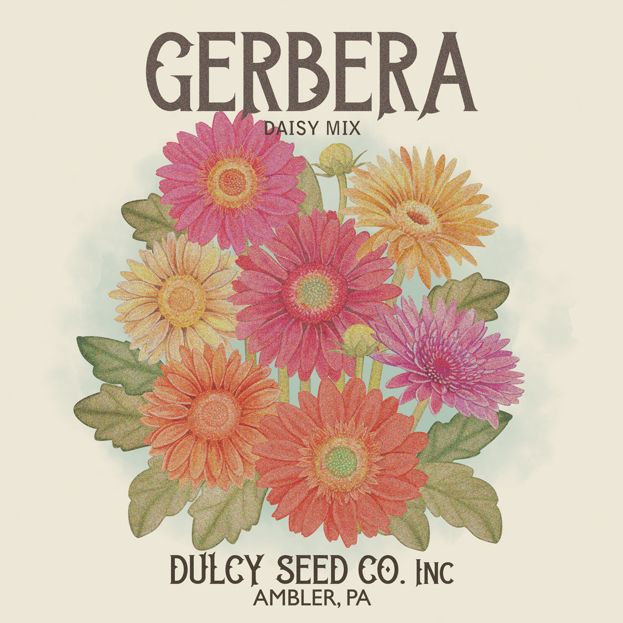 Gerbera Daisy Seed Packet