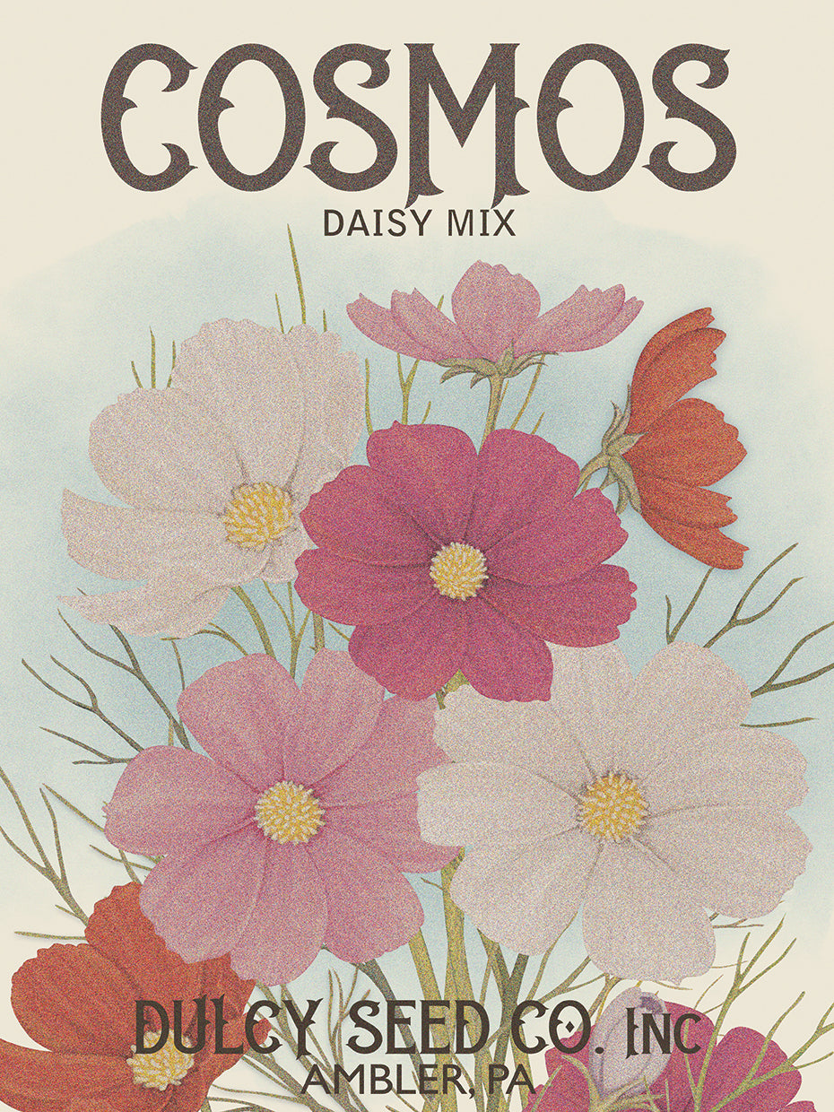 Coasmos Daisy Seed Packet 11
