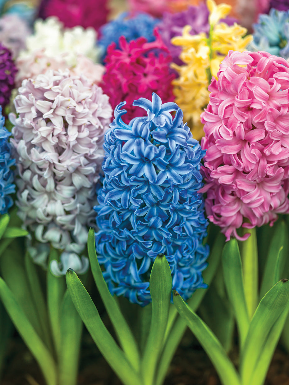 AF20110523 Hyacinth 300