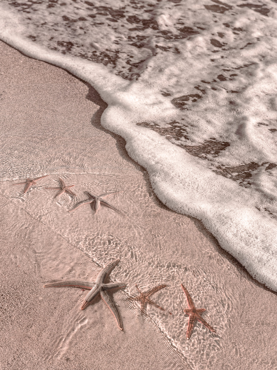 Starfish in the Surf Cottage Hues