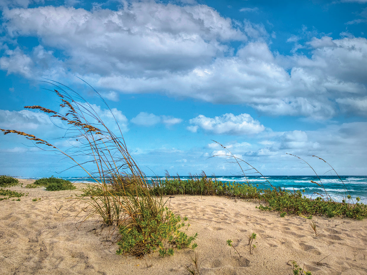 Waving in the Dune Wind