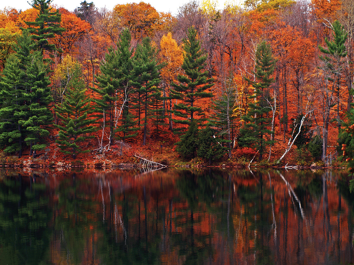 Meech Lake Reflections