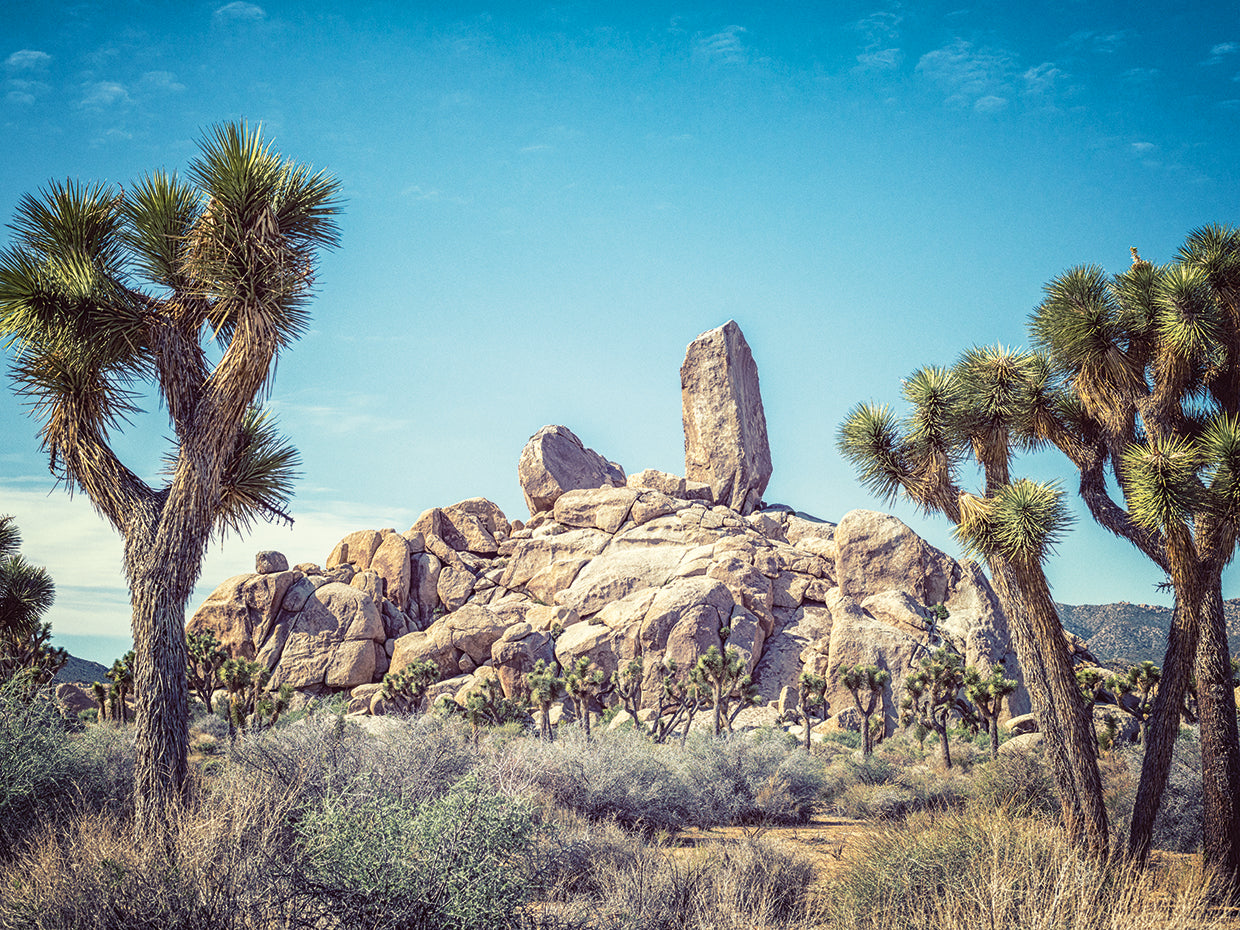 Joshua Tree National Park Framed