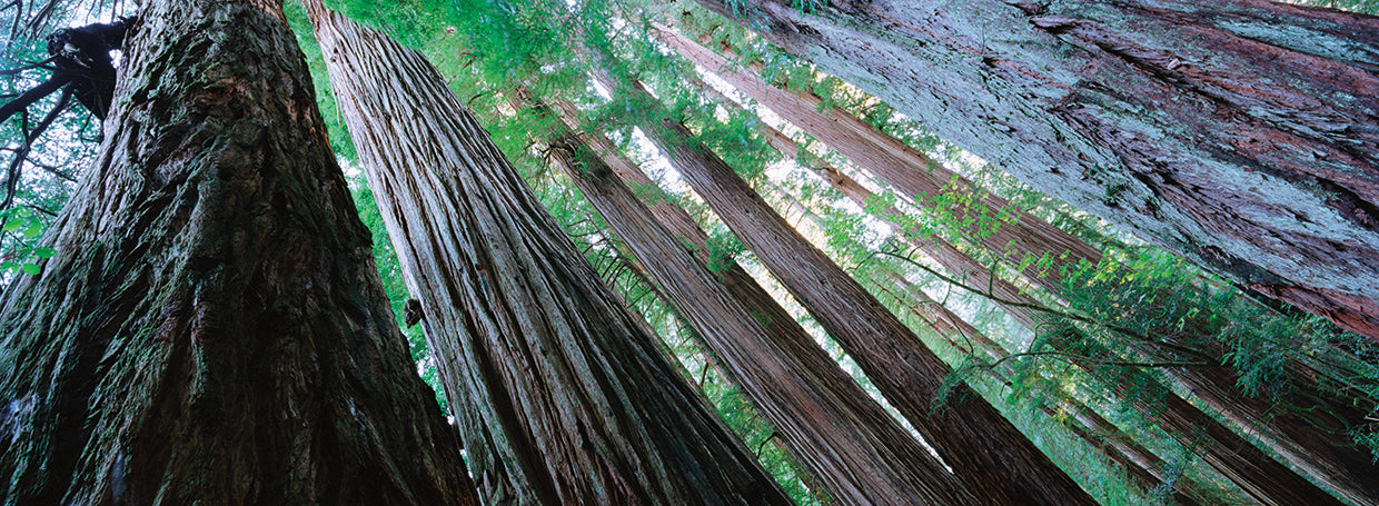 Vista de ángulo bajo de árboles en un bosque, Parque Nacional Redwood, California, EE. UU. Lienzo