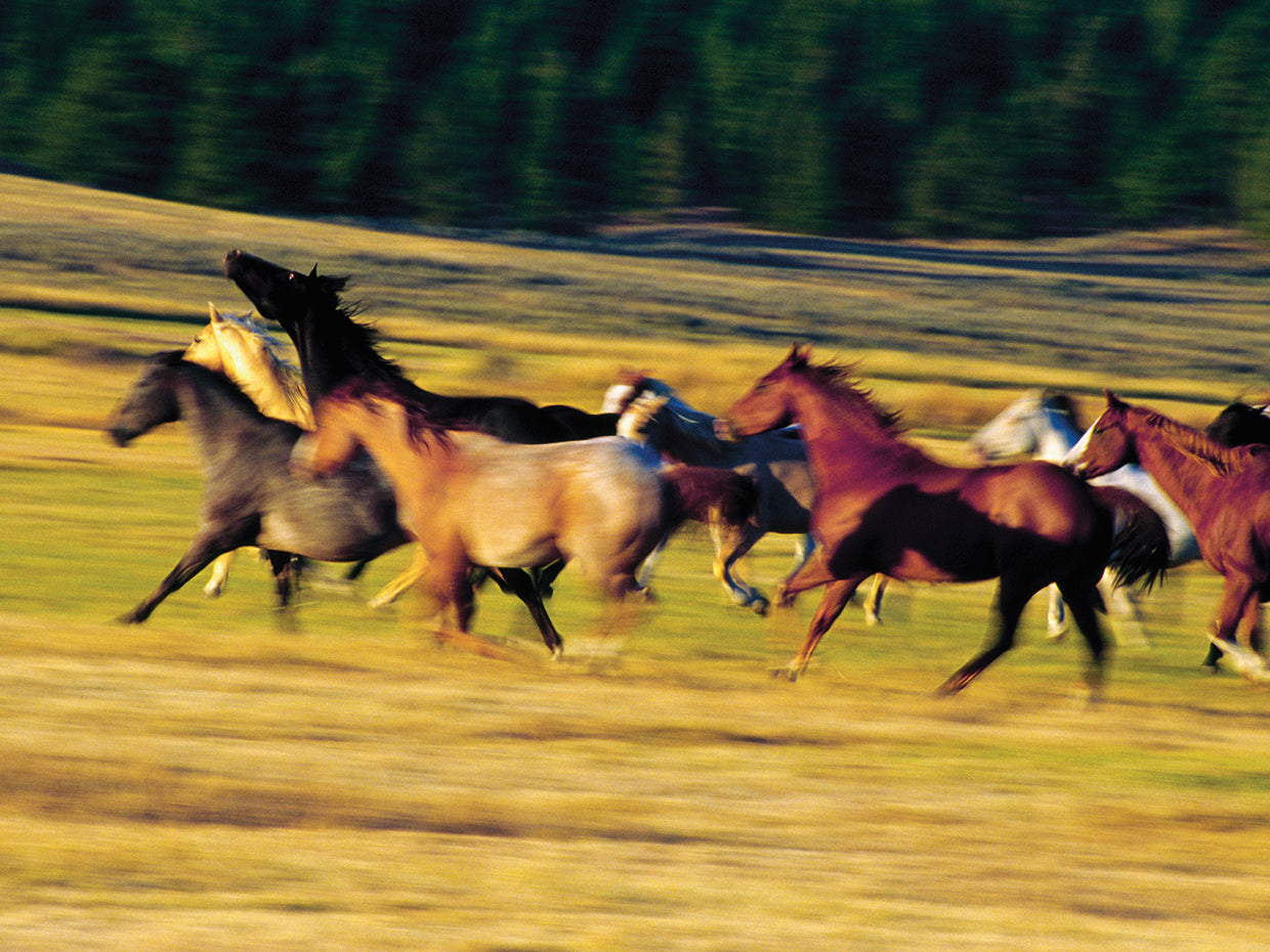 Herd of horses running, Oregon, united states,