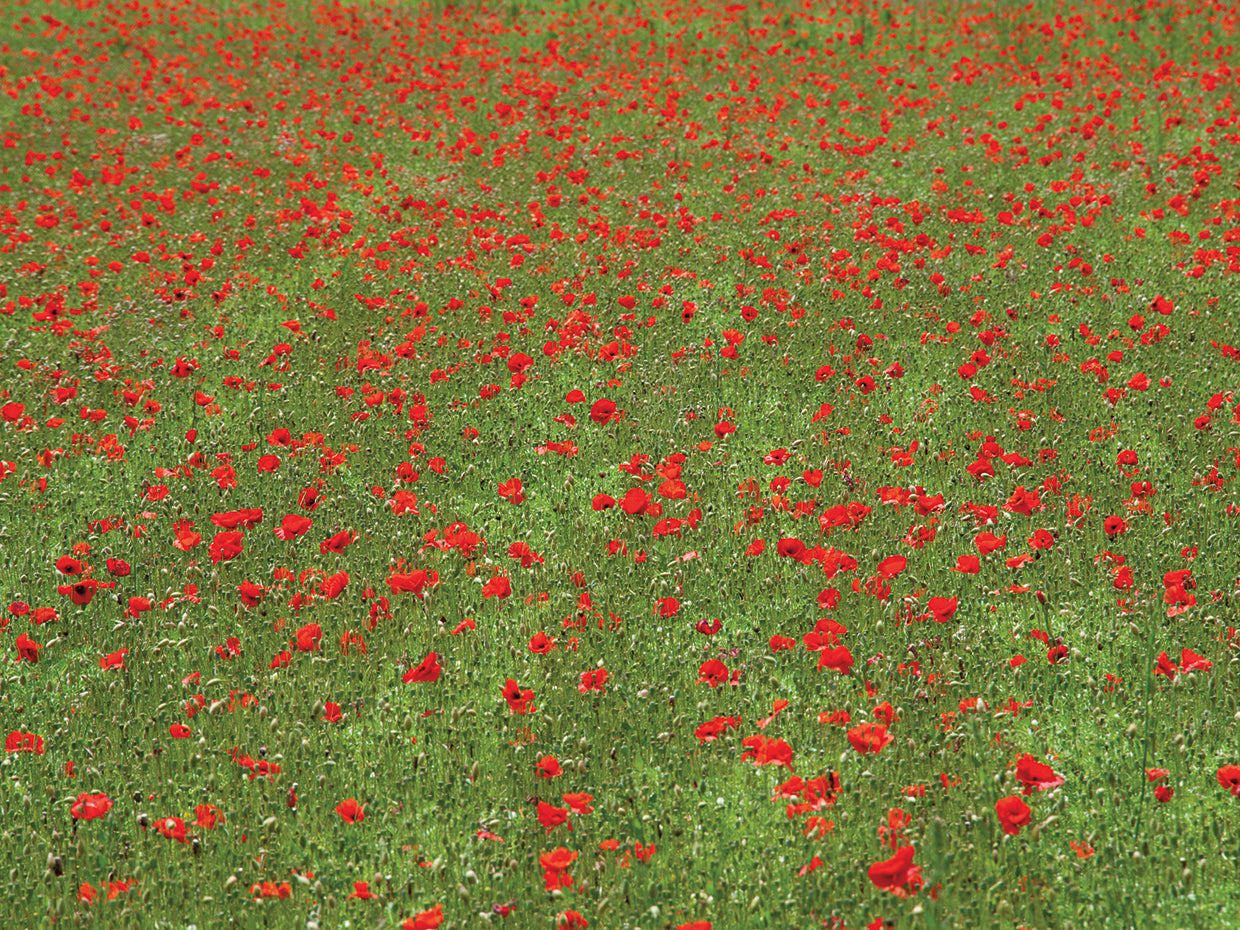 Poppy field in bloom, Les Gres, Sault, Vaucluse, Provence-Alpes-Cote d'Azur, France