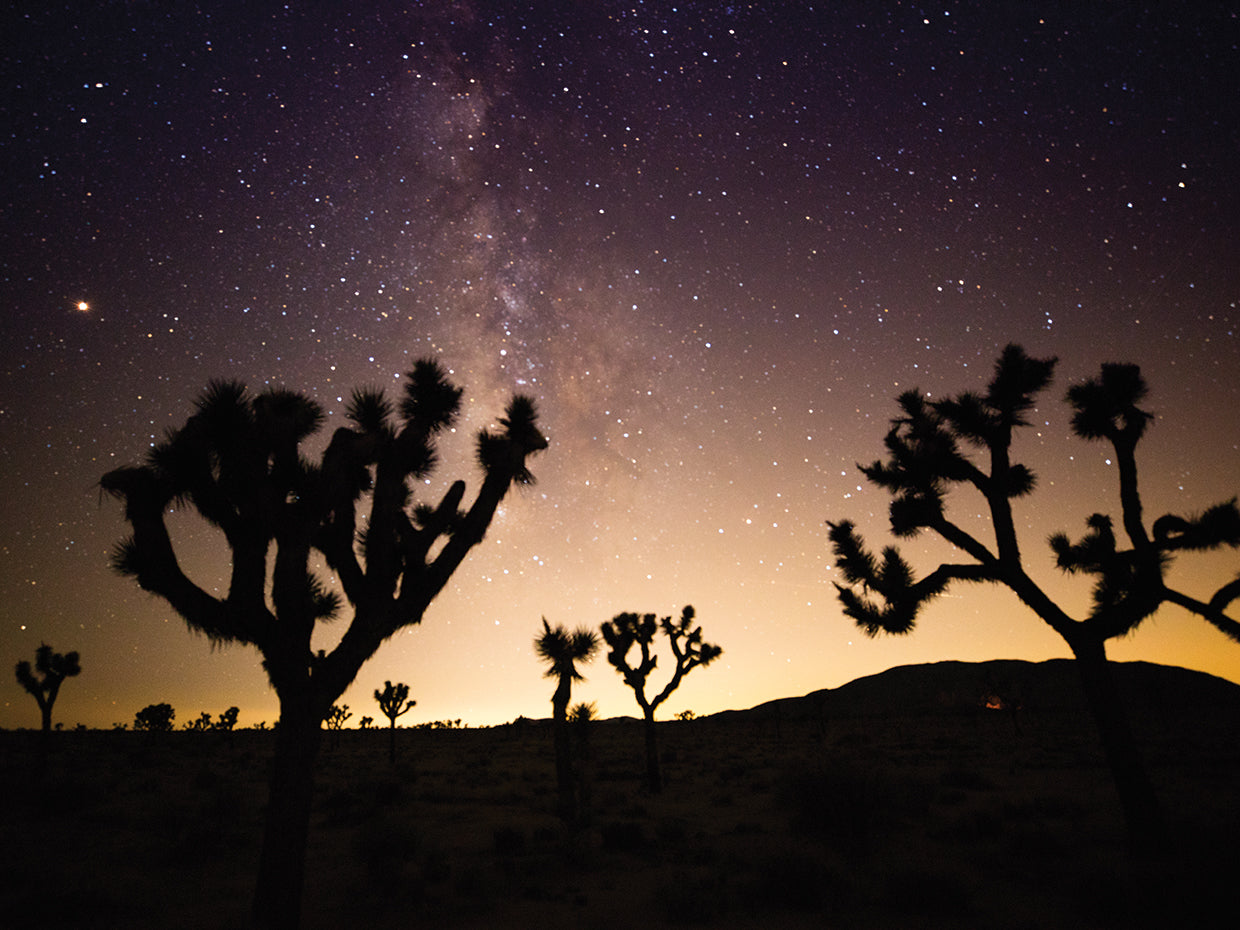 Silhouette of trees, Joshua Tree National Park, California, USA
