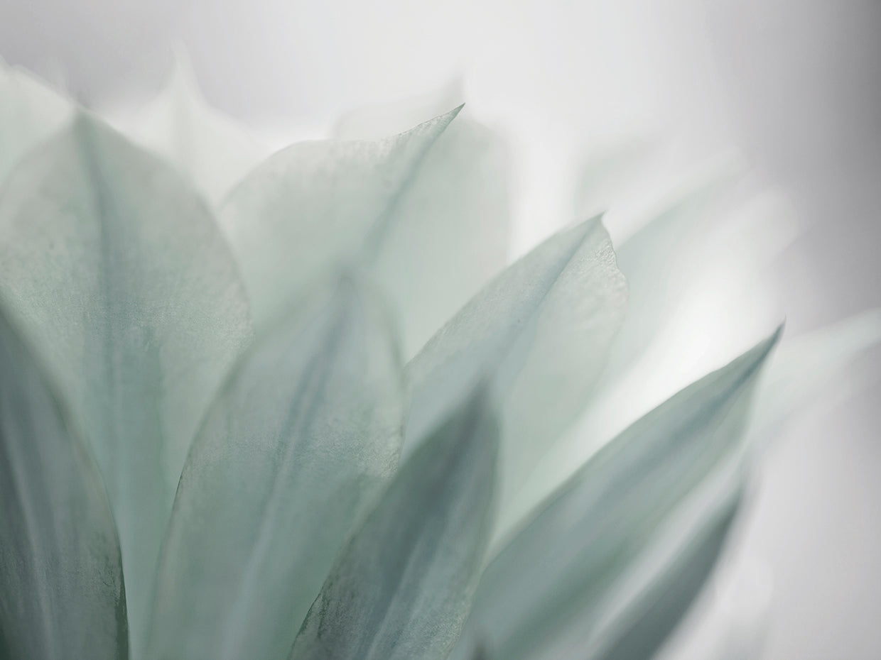 Green Leaves Blooming