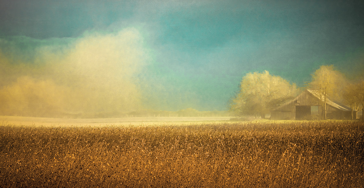 Barn in the Field of Sunflowers