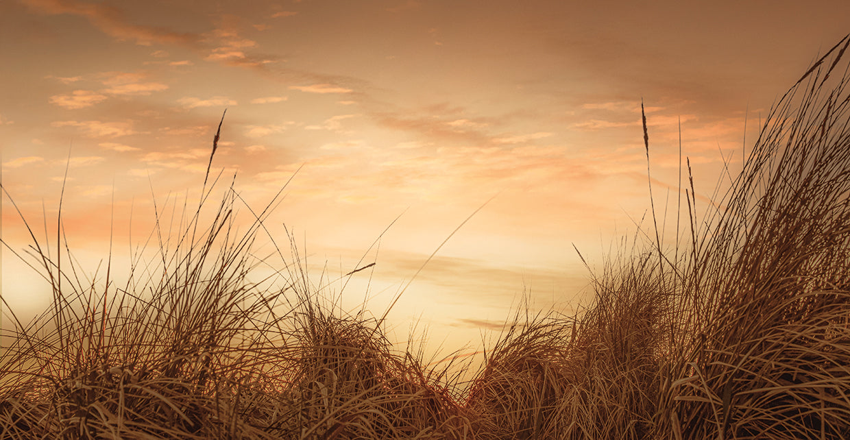 Beach Grasses at Sunset