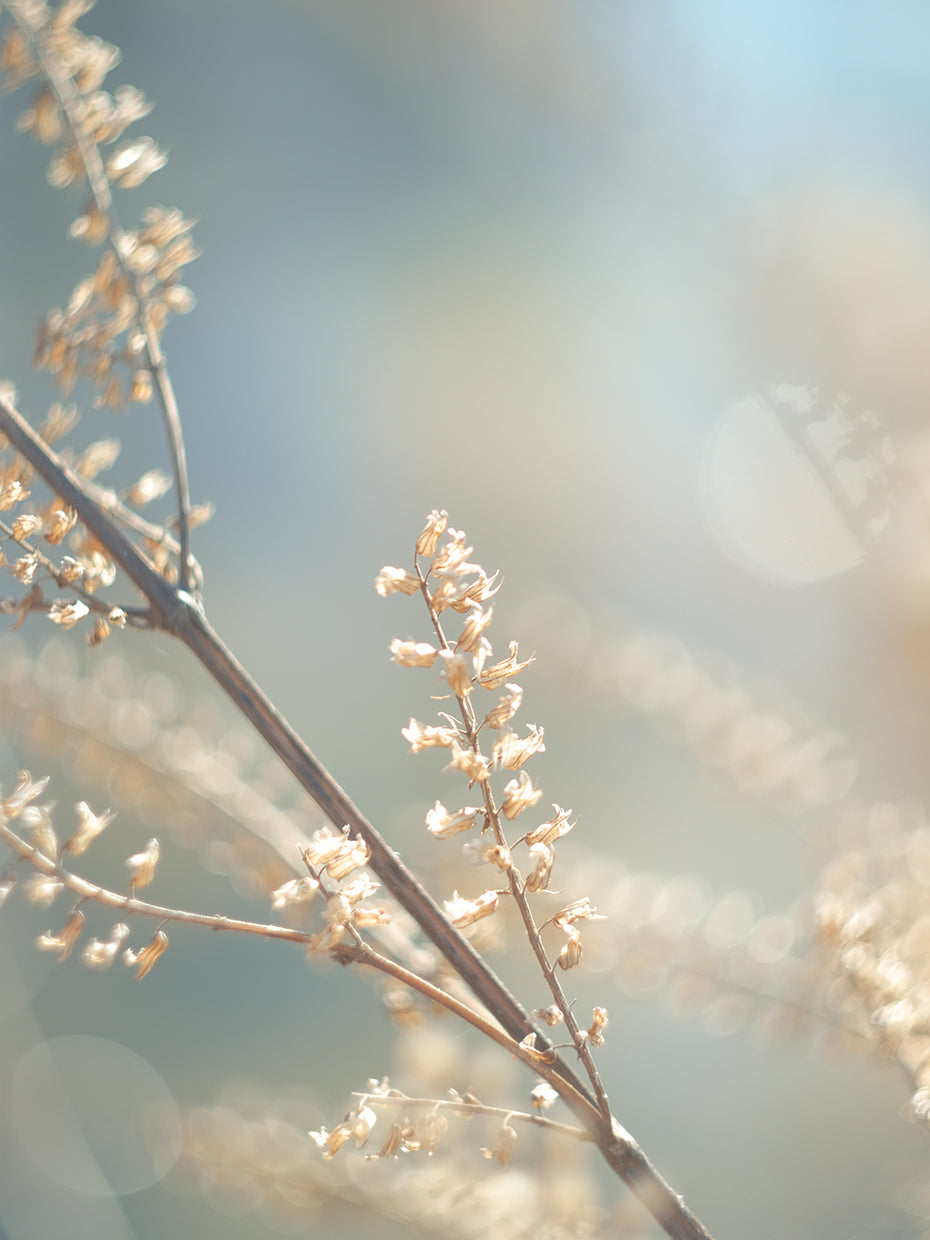 Golden Branch I