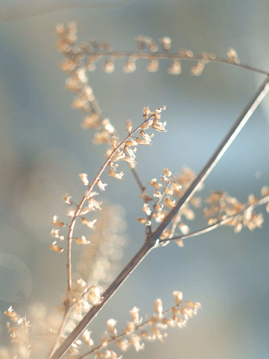 Golden Branch II